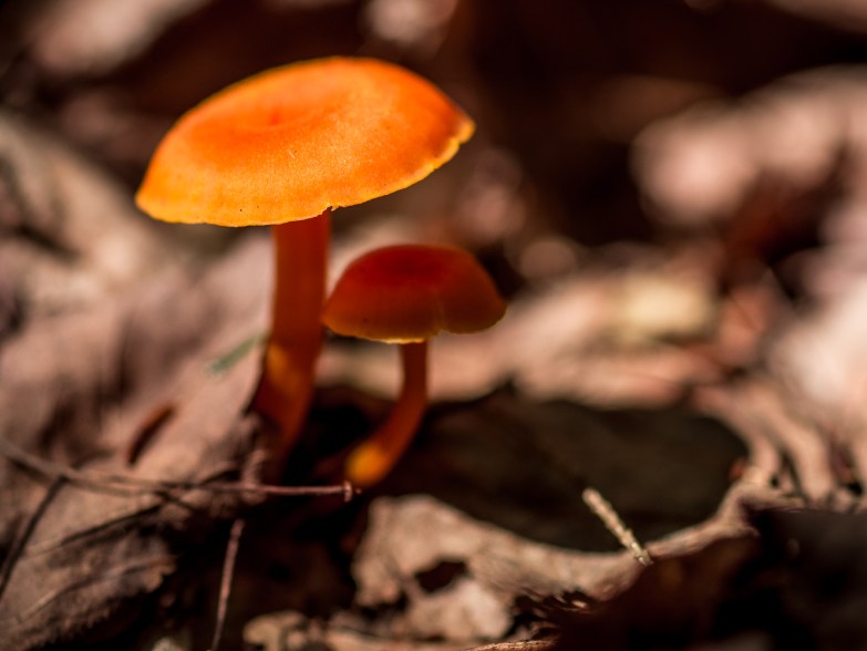 Kristen_SmithAugust 27, 2015P1120631