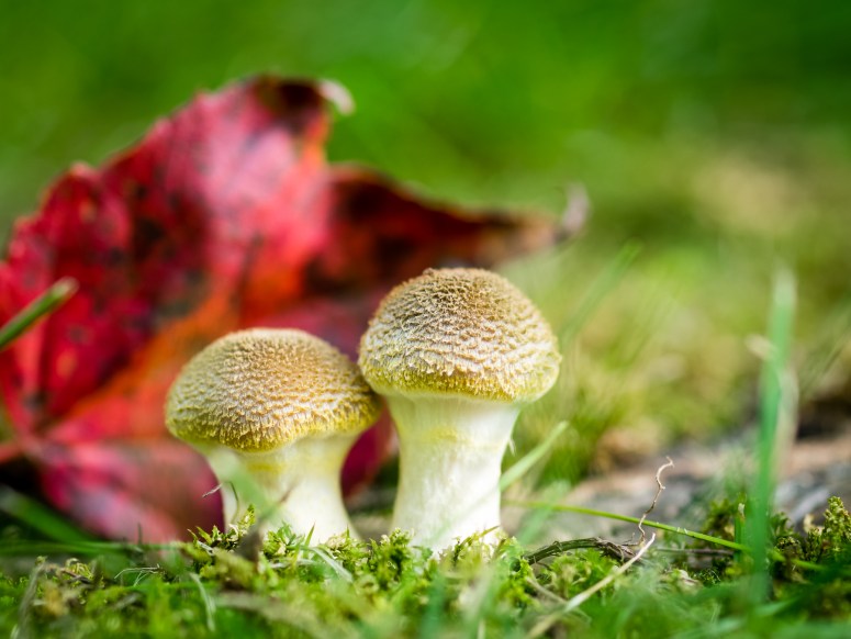 Kristen_SmithSeptember 25, 2015P1130374