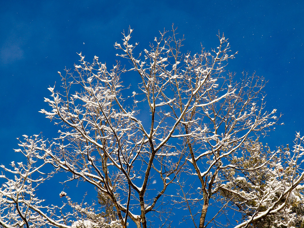 4285956458_c24b9a01a9_b